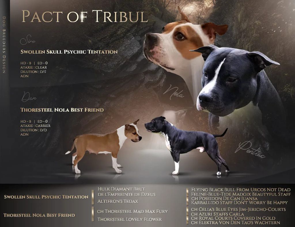 Pact Of Tribul - American Staffordshire Terrier - Portée née le 28/01/2022
